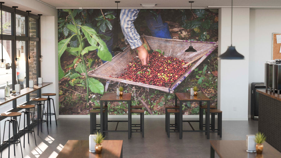 A modern café interior features wooden tables, stools, pendant lights, and small plants. A "Handpicked Coffee Harvest Wall Mural" decorates the back wall with a close-up of a hand picking red coffee cherries.