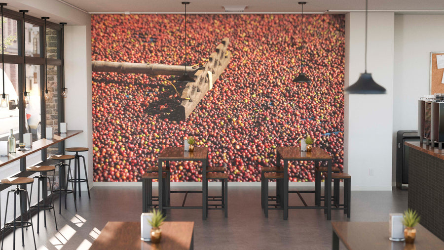 A modern café with wooden tables and stools, small succulents as centerpieces, and the "Harvest of Aroma Wall Mural" featuring red coffee cherries being raked, viewed through large windows that let in natural light.