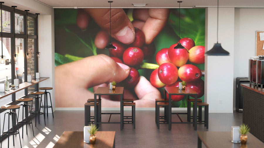 A modern café interior with wooden tables, potted plants, and pendant lights is bathed in sunlight. The back wall features the Harvesting Coffee Cherries Wall Mural, depicting hands picking ripe red coffee cherries.