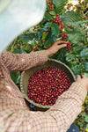 Amidst the vibrant coffee farm, a person in a striped shirt and hat skillfully harvests red cherries into an overflowing basket, much like how the Coffee Harvesting Process Wall Mural transforms a space with its vivid colors and lively scene.