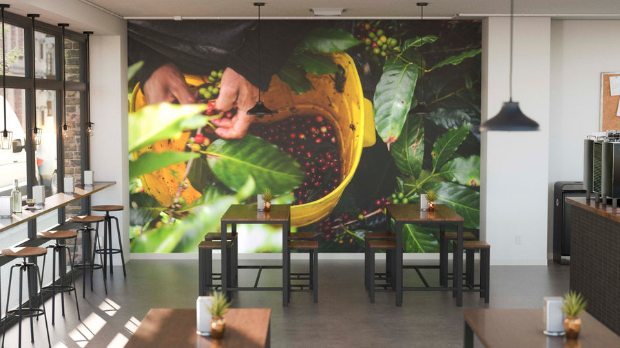 A modern café with wooden tables and stools features the Harvesting by Hand Wall Mural, showing hands picking red coffee cherries. Pendant lights, potted plants, and large windows fill the space with natural light.