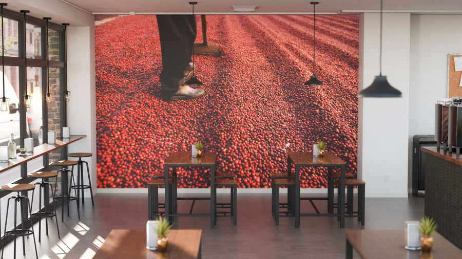 A modern cafe with large windows and wooden tables features the vibrant "Raking Ripe Coffee Cherries Wall Mural" showcasing legs, shoes, and drying red coffee cherries. Small plants and hanging lights add warmth to the inviting space.