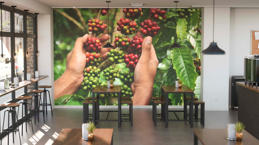 A modern café interior with wooden tables and chairs is enhanced by the "Ripe and Green Coffee Beans Wall Mural," depicting hands holding red and green coffee cherries to create a vibrant, natural atmosphere.