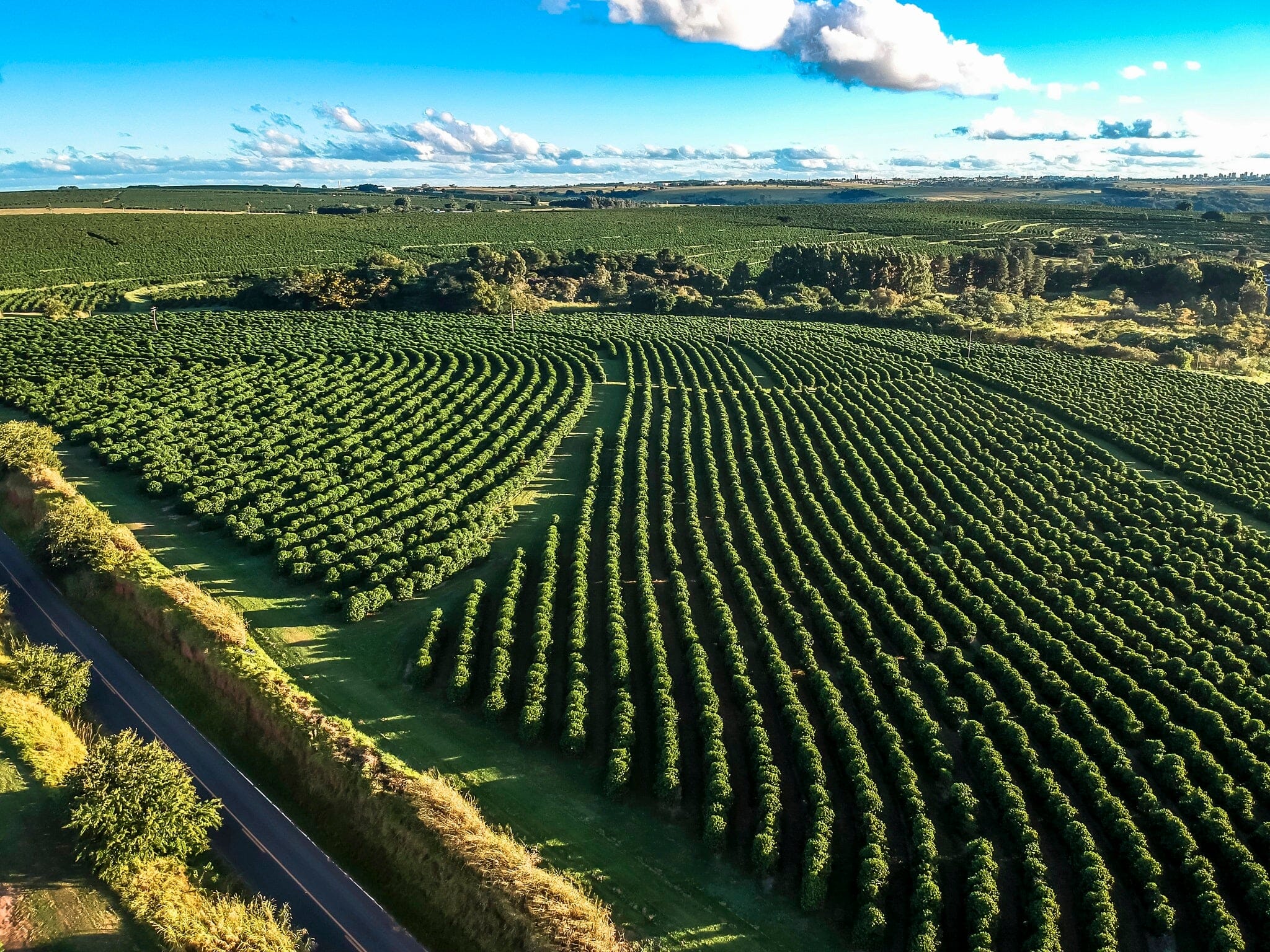 Coffee Rows Wall Mural - PASWM
