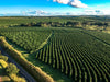 The Coffee Rows Wall Mural captures an aerial view of a vast green coffee plantation with neatly arranged rows and a tree-lined road paralleling the field on the left, all under a blue sky with scattered clouds casting soft shadows across this picturesque landscape.