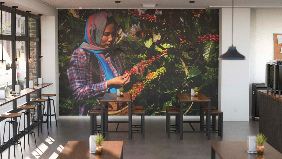 A modern café with wooden tables, stools, and potted plants features the Woman Picking Coffee Wall Mural—a peel and stick mural of a woman in a headscarf and plaid shirt examining coffee cherries amid lush greenery.