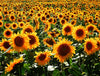 Color Photography of Sunflower Field Wall Mural