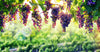 Colorful Grapes Hanging Wall Mural showcases vibrant red and purple grapes on lush green vines against golden sunlight, capturing the essence of a flourishing grape harvest.