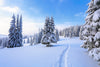 A snowy path winding through a covered winter forest – Peel and Stick Wall Murals