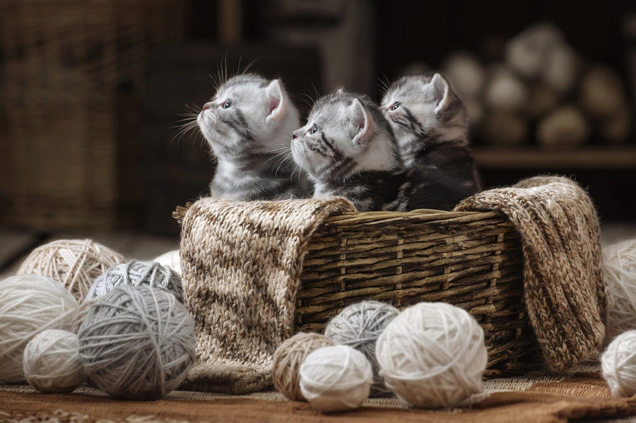 A cozy nursery with a crib, rocking horse, toys, and dresser features the Cozy Basket Kittens Wall Mural—a playful display of three kittens in a basket with yarn—which complements the room’s soft colors as daylight streams through the window.