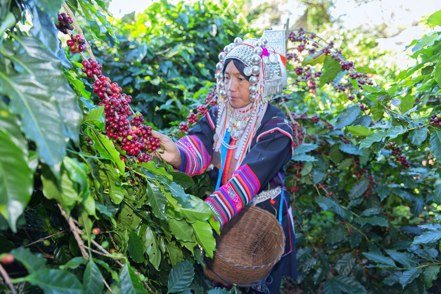 A modern café features wooden tables, potted plants, pendant lights, and daylight from large windows. The back wall displays the Cultural Coffee Picker Wall Mural—a woman in traditional attire harvesting red coffee cherries.