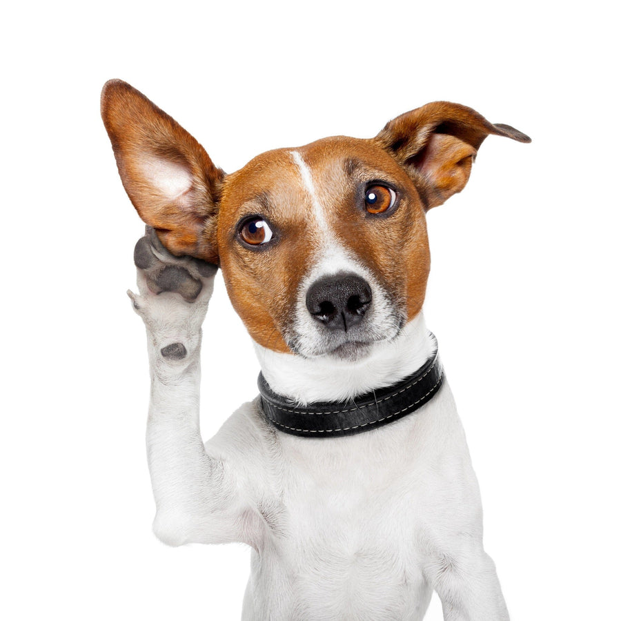 A nursery features the Curious Dog Wall Mural showing a brown and white dog with one ear up beside a white crib, plus a white dresser with baby supplies, a decorated shelf, green plant, and beige rug on wooden floors.