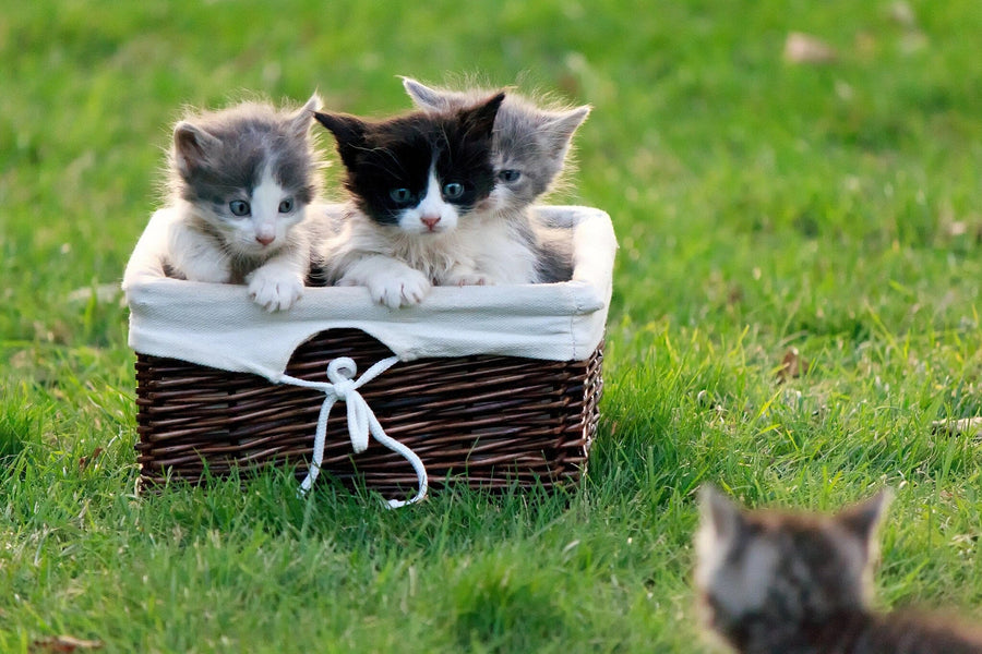 A nursery showcases the Curious Kittens Wall Mural, featuring three kittens in a basket on grass. The room includes a white crib, dresser, toy shelves, potted plant, and wooden flooring for a cozy, playful feel.