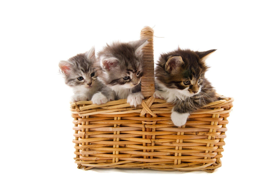 A nursery with gray walls, wooden floors, a white crib, dresser, shelves, green plant, toy turtle, and framed photos features the Cute Kittens Wall Mural—a large peel-and-stick mural showing three kittens in a wicker basket.