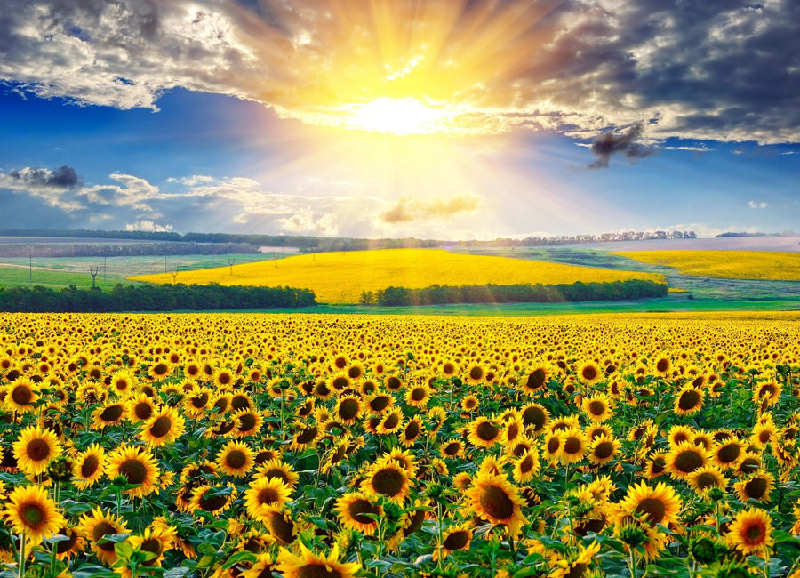 The Dawn in Bloom Wall Mural features a vast field of sunflowers beneath a dramatic sunset, with golden sunlight illuminating the flowers and rolling green hills for a vibrant, peaceful look in your space.
