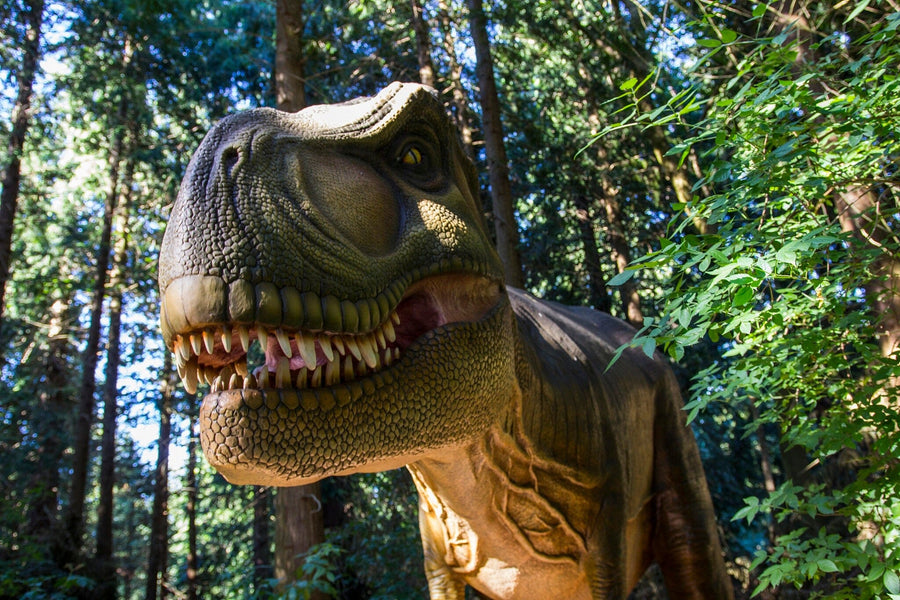 The Dinosaur in the Woods Wall Mural features a lifelike T-Rex baring its teeth in a sunlit forest, surrounded by tall trees and greenery—a bold custom printed mural or removable wallpaper for any space.