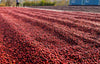 Thousands of red coffee cherries dry under the sun in long rows, with a person by a blue building in the background. This vivid low-angle image is featured on the Coffee 4 Wall Mural, ideal as a custom or peel and stick wall mural.
