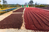 The Drying Yard Wall Mural features coffee cherries drying in the sun on concrete patios, with trees and green-roofed shelters in the background—an inspiring and vibrant scene for any space.