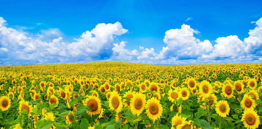 A modern living-dining room with wood furniture and green chairs features the Endless Sunflower Wall Mural on the back wall, adding a vibrant, nature-inspired focal point of sunflower fields beneath a blue sky to the bright, airy space.