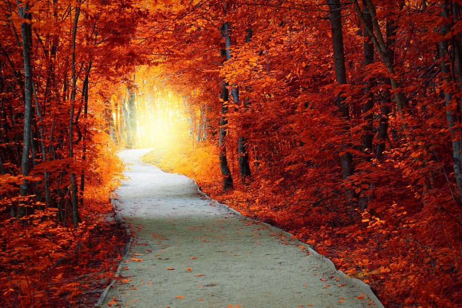 A cozy bedroom with a bed, wooden furniture, potted plants, and large sheer-curtained windows. Behind the bed, the Fantastic Autumn Forest Wall Mural displays a sunlit path through autumn trees above a soft area rug.
