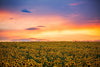 Field of Blooming Sunflowers Wall Mural Wallpaper Mural Deposit Photo Color Original Custom Size