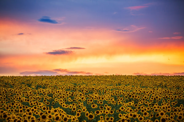 Field of Blooming Sunflowers Wall Mural