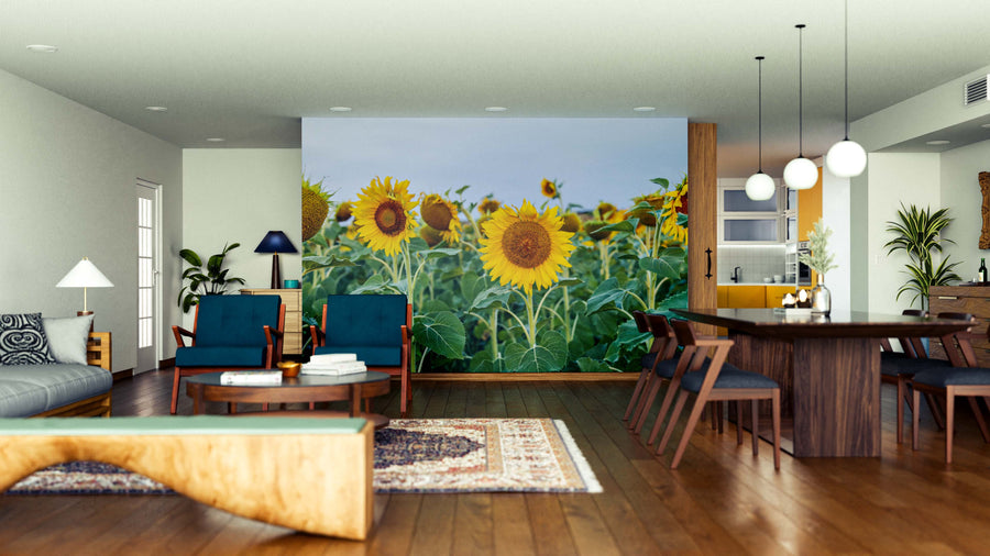 Modern open living-dining area with wooden floors, mid-century furniture, and the vibrant Field of Sunshine Wall Mural of sunflowers as a focal point. Warm lighting, blue armchairs, and eclectic rugs create a cozy, stylish, and inviting space.