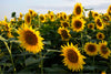 Bring summer indoors with the Field of Yellow Wall Mural, featuring lush green leaves and vivid yellow sunflowers under a blue sky. This peel and stick mural is perfect for removable wallpaper or custom printed wall decor.