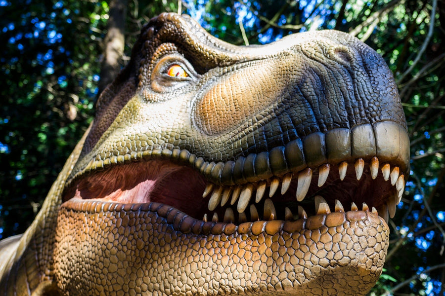 Close-up of a realistic Tyrannosaurus rex model with scaly skin, sharp teeth, and a striking yellow eye—ideal inspiration for the Fierce Dino Snarl Wall Mural. Perfect for peel-and-stick wall art or removable wallpaper designs.