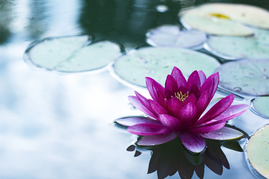 A modern living-dining space with wood floors, teal chairs, and a dark wood table is centered around the Floating Water Lily Wall Mural—a striking custom design of a pink lotus and lily pads that elevates this open, stylish room.