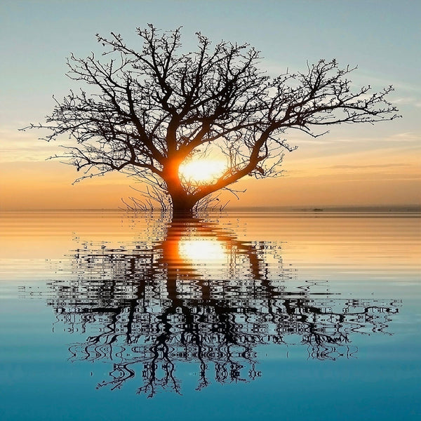 The "Flooded Landscape Wall Mural" by Deposit photo depicts a serene sunset with a silhouetted leafless tree in still water, reflecting the sky's soft orange and blue hues—ideal for peel and stick wall decor.