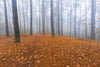 Foggy Autumn Forest Landscape Wall Mural Wallpaper Mural Deposit Photo Color Original Custom Size