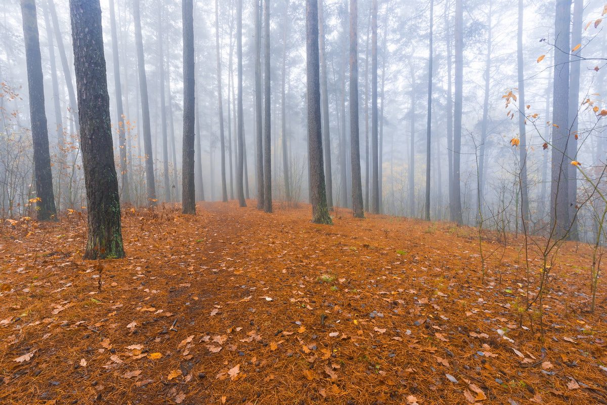 Foggy Autumn Forest Landscape Wall Mural