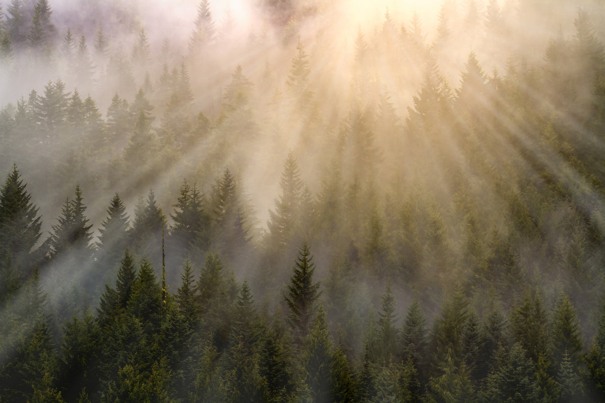 Foggy Forest with Sun Rays Wall Mural