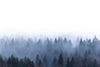 Foggy Pine Forest Wall Mural Wallpaper Mural Deposit Photo Color Original Custom Size