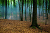 Foggy Day in a Forest Wall Mural Wallpaper Mural Deposit Photo Color Original Custom Size