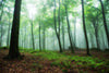 Foggy Morning in Green Forest with Big Rock Wall Mural Wallpaper Mural Deposit Photo Color Original Custom Size