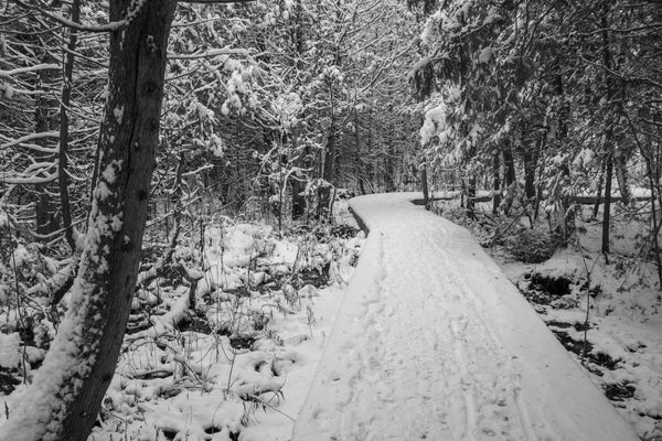 The Forest Landscape With Snow Covered Trees Wall Mural features a black-and-white photo of a snow-laden forest path. Trees are heavy with snow, and footprints mark the narrow, gently curving path that leads into the serene, dense woods. Perfect for custom printed murals.