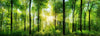 Forest Panorama with Rays of Sunlight Wall Mural Wallpaper Mural Deposit Photo Color Original Custom Size