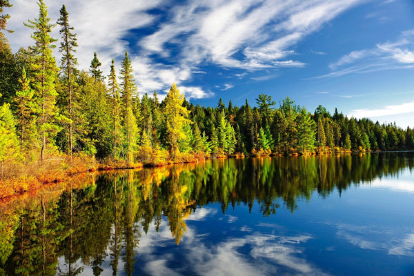 A serene lake mirrors a vibrant forest of green and autumn trees under a blue sky with wispy clouds, resembling the "Forest Reflecting in Lake Wall Mural," which adds tranquility to any space by highlighting nature's contrasting colors.