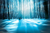 Snow-covered forest trees in a serene natural setting – Peel and Stick Wall Murals