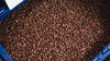 The Fresh Roasted Beans Wall Mural features a large blue container brimming with rich, dark roasted coffee beans—perfect for adding a cozy café vibe to your space.