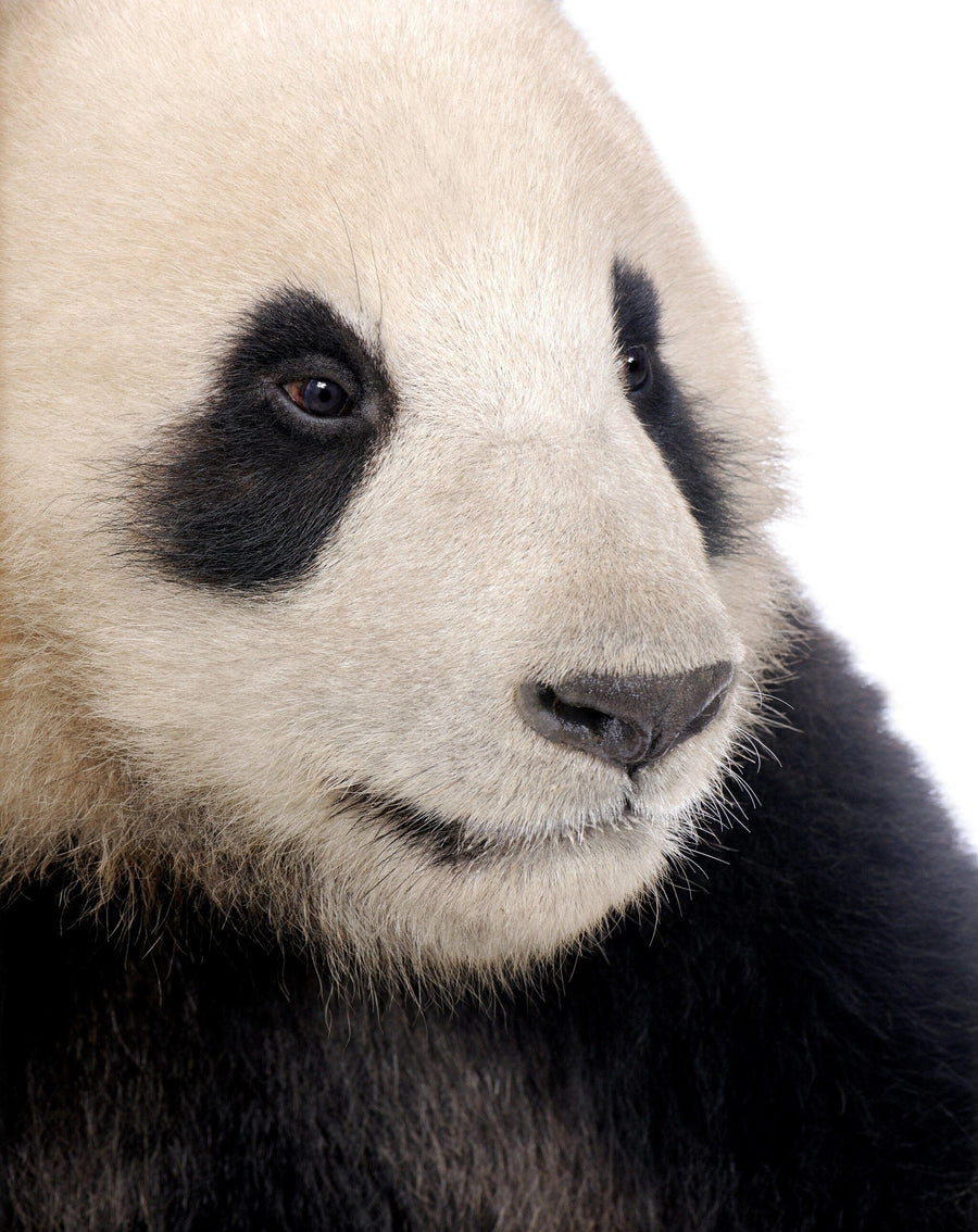 A modern nursery features a Giant Panda Wall Mural, a white crib, a dresser with lamp and toys, decor on wall shelves, a woven basket, a plush green turtle toy on the floor, and a large leafy plant in the corner.