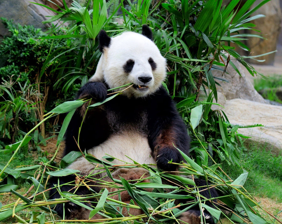 A nursery featuring the Giant Panda Eating Bamboo Wall Mural, a crib, white dresser with baby items, a plant, rug, and wall shelf with framed pictures and a plush toy. The room has wooden floors and gentle natural lighting.