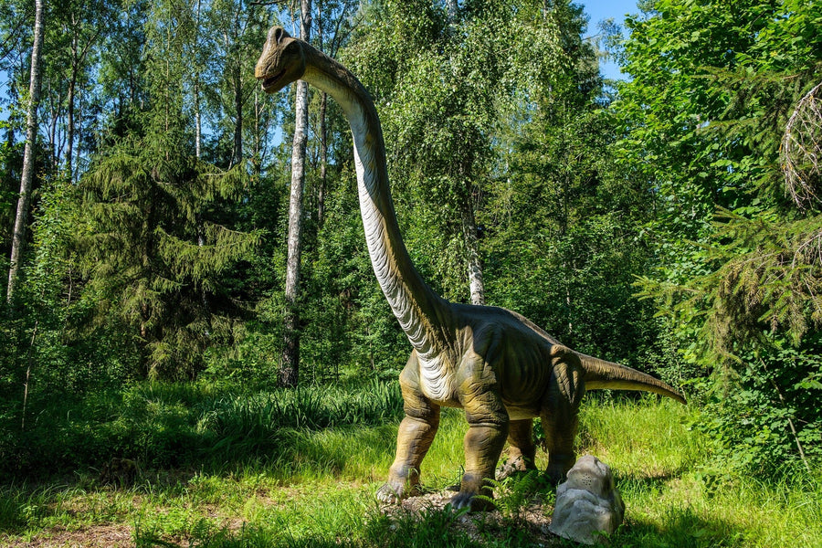 The Giant of the Green Forest Wall Mural features a lifelike, long-necked dinosaur in a sunlit clearing—ideal for custom printed or peel and stick designs to bring an outdoor feel to any room.