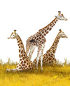 The Giraffe Trio Wall Mural features three giraffes with patterned brown and white coats resting in tall yellow grass, one standing between them, all facing different directions against a plain white background.