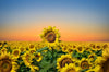 The Sun 5 Wall Mural captures a vast field of sunflowers beneath a stunning sunset. Vibrant yellow blooms with one prominent in the foreground complement the sky’s orange to deep blue gradient, crafting a serene and picturesque landscape.