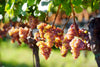 Clusters of ripe, pinkish-yellow grapes hang from lush green vines in a sunlit vineyard, reminiscent of the Wine 16 Wall Mural, where sunlight filters through leaves casting soft shadows against a gently blurred background.