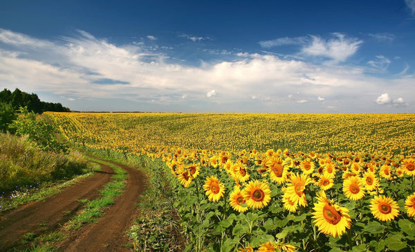 The Golden Horizon Trail Wall Mural showcases a dirt path winding through sunflowers under a blue sky with scattered clouds, bordered by green trees—ideal for brightening any room.
