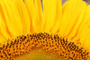 sun flower